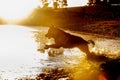 A beautiful German Shepard running into a lake. A silhouette