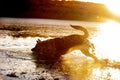 A beautiful German Shepard running into a lake. A silhouette