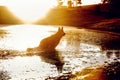A beautiful German Shepard running out of a lake. A silhouette Royalty Free Stock Photo
