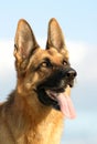 Beautiful German shepherd Royalty Free Stock Photo