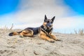 A beautiful German Shepherd Royalty Free Stock Photo