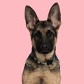 beautiful german shepherd dog with collar sitting and looking forward Royalty Free Stock Photo