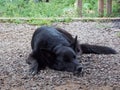 black dog sleeping peacefully Royalty Free Stock Photo