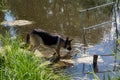 Beautiful german shepherd dog drinking water from the pond Royalty Free Stock Photo