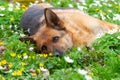 Beautiful german shepherd dog Royalty Free Stock Photo