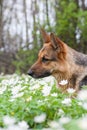 Beautiful german shepherd dog Royalty Free Stock Photo