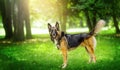 Beautiful german shepherd dog lay in summer forest Royalty Free Stock Photo