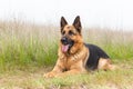 Beautiful German Shepherd dog lies on the grass. Purebreed animal. Home pet. Happy face with tongue out. Human best friend and