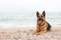 Beautiful German Shepherd dog lies on the sand at the beach Purebreed animal. Home pet. Happy face with tongue out. Human best