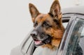 Beautiful german shepherd dog looks out of the car window Royalty Free Stock Photo