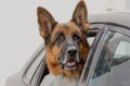 Beautiful german shepherd dog looks out of the car window Royalty Free Stock Photo