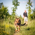 Beautiful German Shepherd Dog outdoors Royalty Free Stock Photo