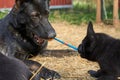 Beautiful German Shepherd dog plays with her puppies in their run on a warm spring day in Skaraborg Sweden Royalty Free Stock Photo