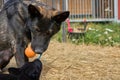 Beautiful German Shepherd dog plays with her puppies in their run on a warm spring day in Skaraborg Sweden Royalty Free Stock Photo