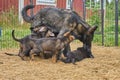 Beautiful German Shepherd dog plays with her puppies in their run on a warm spring day in Skaraborg Sweden Royalty Free Stock Photo