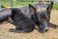 Beautiful German Shepherd dog plays with her puppies in their run on a warm spring day in Skaraborg Sweden Royalty Free Stock Photo