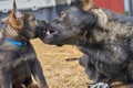 Beautiful German Shepherd dog plays with her puppies in their run on a warm spring day in Skaraborg Sweden Royalty Free Stock Photo