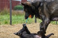 Beautiful German Shepherd dog plays with her puppies in their run on a warm spring day in Skaraborg Sweden Royalty Free Stock Photo