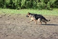 beautiful german shepherd dog runs along the sandy river bank, banner, training, education and care of a purebred dog. Royalty Free Stock Photo