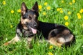 beautiful german shepherd dog sit in flower meadow. spring with yellow flower background on green grass Royalty Free Stock Photo