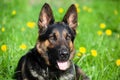 beautiful german shepherd dog sit in flower meadow. spring with yellow flower background on green grass Royalty Free Stock Photo