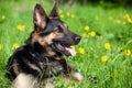 beautiful german shepherd dog sit in flower meadow. spring with yellow flower background on green grass Royalty Free Stock Photo