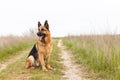 Beautiful German Shepherd dog sitting, country road. Purebreed animal. Home pet. Happy face with tongue out. Human best friend and