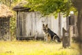 A beautiful German Shepherd dog sitting on the grass Royalty Free Stock Photo