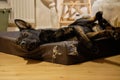 A beautiful German Shepherd dog is sleeping in his dog bed and has nice dreams in a house in Skaraborg in Vaestra Goetaland in