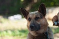 Beautiful german shepherd dog, smart and easy to train Royalty Free Stock Photo