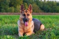 Beautiful german shepherd dog, smart and easy to train on the edge of the forest Royalty Free Stock Photo