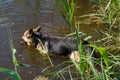 Beautiful german shepherd dog swimming in the pond Royalty Free Stock Photo