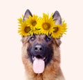 Beautiful German Shepherd dog wearing a floral crown of bright yellow sunflowers against a white background. Animal portrait Royalty Free Stock Photo