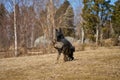 Beautiful German Shepherd dogs playing in a meadow on a sunny spring day in Skaraborg Sweden Royalty Free Stock Photo