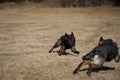 Beautiful German Shepherd dogs playing in a meadow on a sunny spring day in Skaraborg Sweden Royalty Free Stock Photo