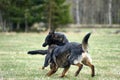 Beautiful German Shepherd dogs playing in a meadow on a sunny spring day in Skaraborg Sweden Royalty Free Stock Photo