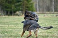 Beautiful German Shepherd dogs playing in a meadow on a sunny spring day in Skaraborg Sweden Royalty Free Stock Photo