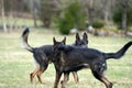 Beautiful German Shepherd dogs playing in a meadow on a sunny spring day in Skaraborg Sweden Royalty Free Stock Photo