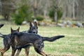 Beautiful German Shepherd dogs playing in a meadow on a sunny spring day in Skaraborg Sweden Royalty Free Stock Photo