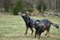 Beautiful German Shepherd dogs playing in a meadow on a sunny spring day in Skaraborg Sweden Royalty Free Stock Photo