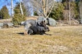 Beautiful German Shepherd dogs playing in a meadow on a sunny spring day in Skaraborg Sweden Royalty Free Stock Photo