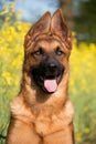 a beautiful german shepherd head portrait of a puppy with funny ears in the yellow rape seed field Royalty Free Stock Photo