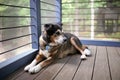 Beautiful German Shepherd Mix Breed Dog Keeping Watch from Cabin Porch Royalty Free Stock Photo