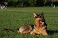 Beautiful German Shepherd named LORD