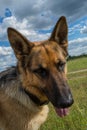 Beautiful german shepherd portrait close up photo Royalty Free Stock Photo