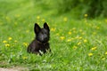 Beautiful German shepherd puppy of black colour. lying in the gr Royalty Free Stock Photo