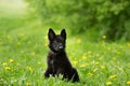 Beautiful German shepherd puppy of black colour. sitting on the Royalty Free Stock Photo