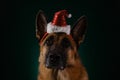 Beautiful German Shepherd with red Santa hat on head portrait close-up. Studio photo inside, serious dog. Greeting card Royalty Free Stock Photo