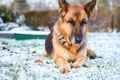 Beautiful German shepherd sitting on white plain snow on a cold winter day. Royalty Free Stock Photo