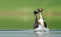 Great Crested Grebe